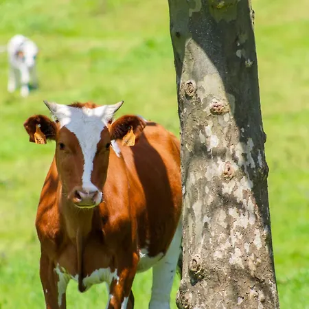 Villa Dreamscape Ponta Delgada