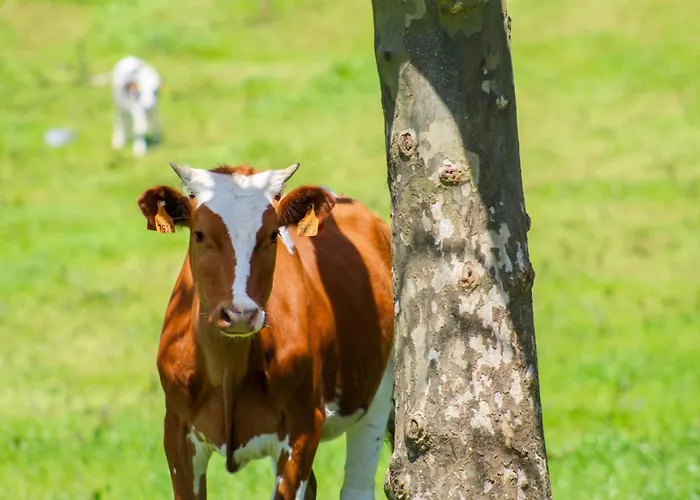别墅 Dreamscape 蓬塔德尔加达